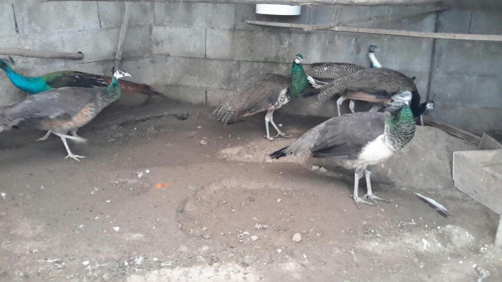 Casais Pavões  × Várias Raças ×