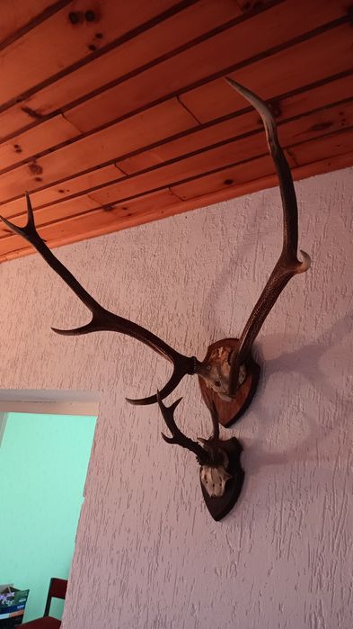 Poroża jeleni           .