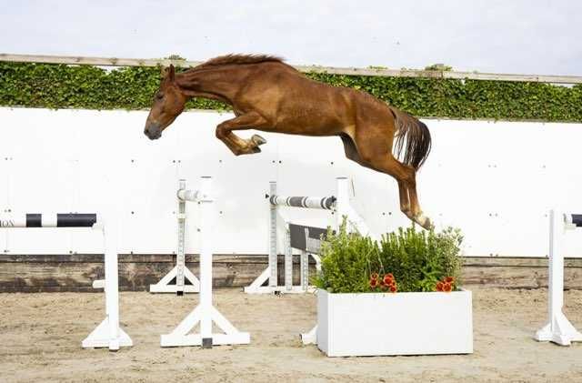 Przyszłościowy wałach z wybitnym rodowodem