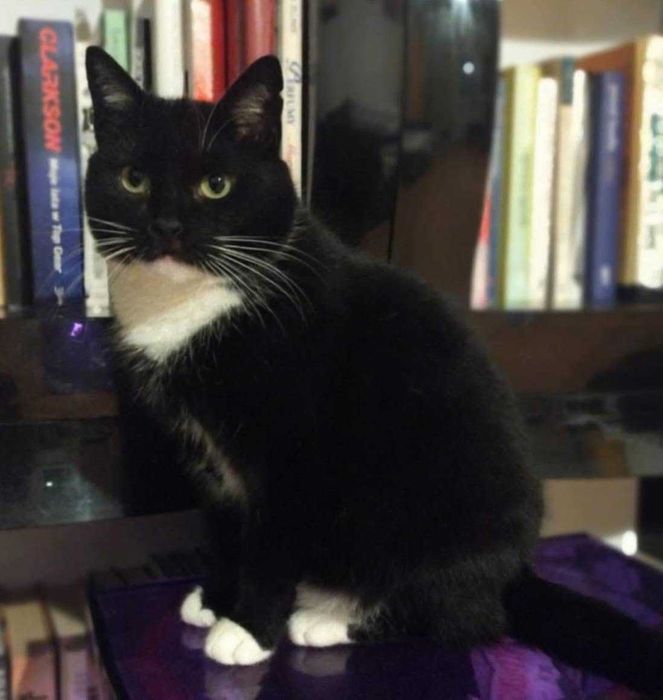 Kotka Alka szuka domku