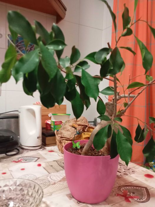 Bonsai em vaso planta