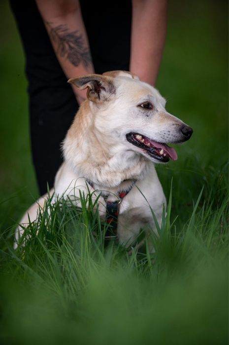 Cheerios szuka domu!