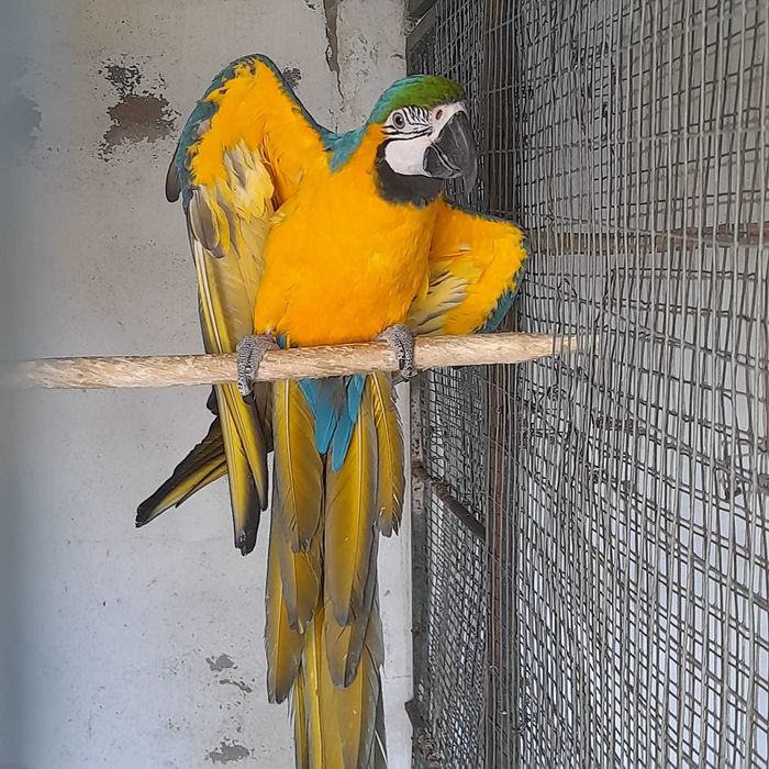 Arara ararauna macho