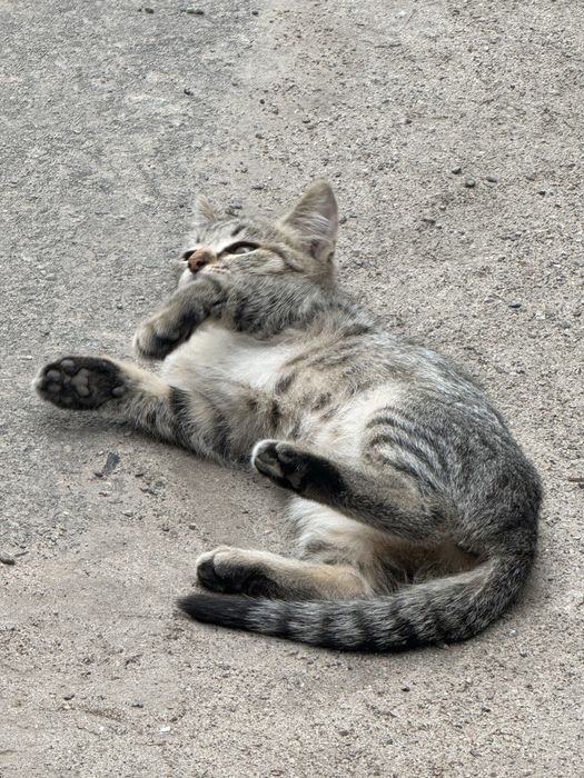 Віддам котенят в добрі руки безкоштовно