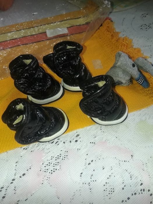 Взуття для котів, собак