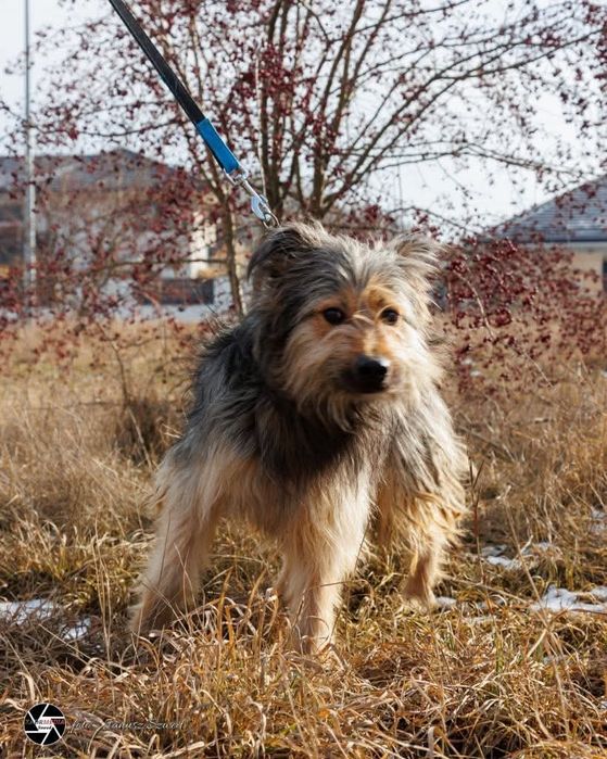 Wspaniały psiak Jantar szuka domu