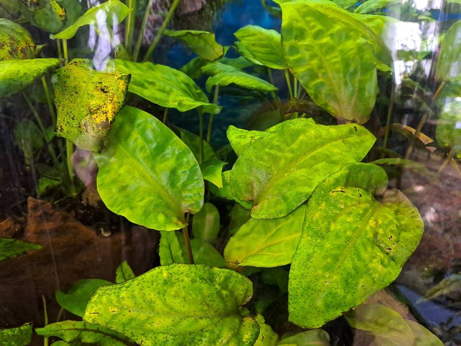 Рослини для акваріума