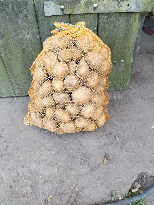 Ziemniaki vineta dowóz gratis