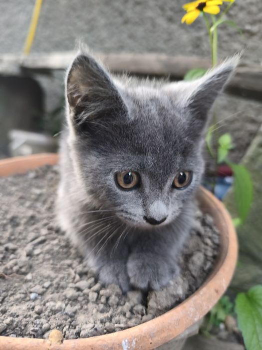 кошенята безкоштовно в хороші руки