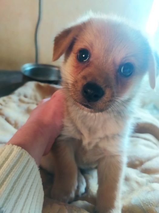 Щенок метис в добрые руки