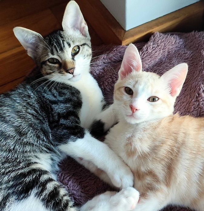 Gatinhos - Adoção Conjunta