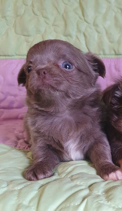 Лілова красуня чіхуахуа