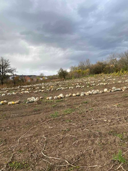 Сіровозька насіння гарбуза