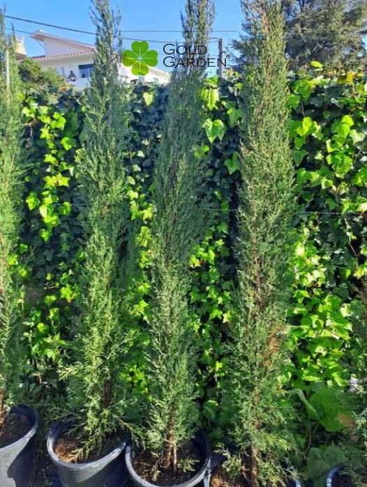 Ciprestes Semperviren e Totem