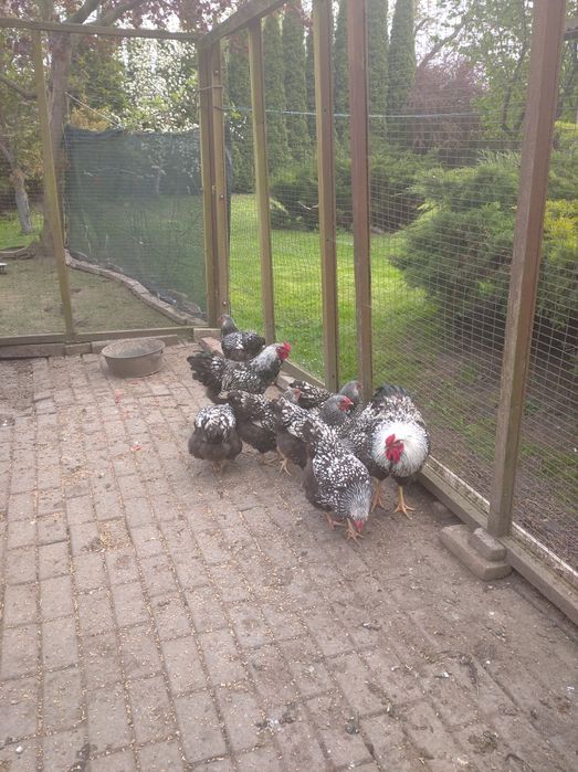 Віандот Срібло інкубаційне яйце