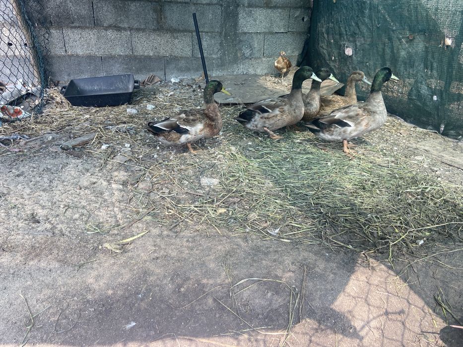 Patos bravos patos mudos e patos de criacao