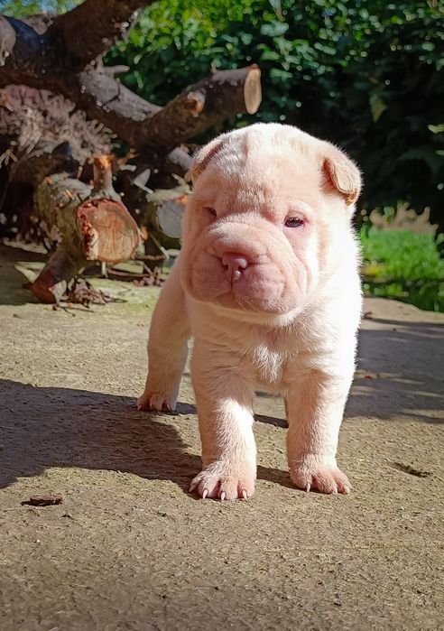 Шар-Пейчики з розплідника "Legends of China"