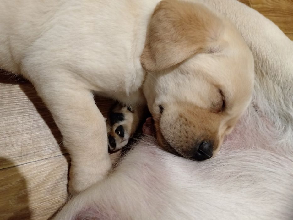 Лабрадор ретривер