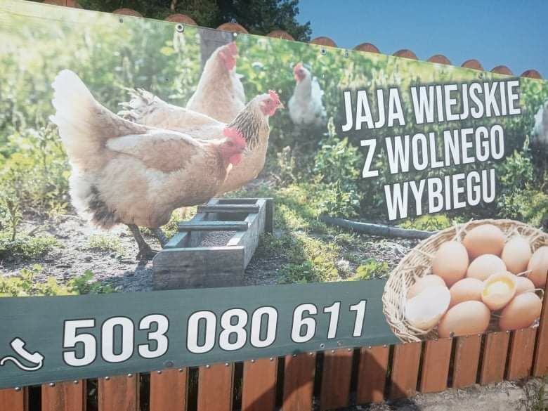 Ekologiczne jaja wiejskie