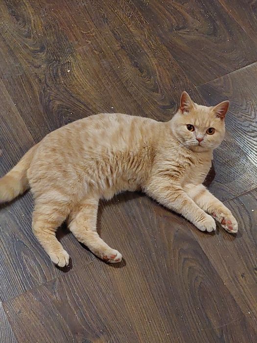 Котик Шотландець для злучки