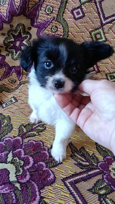 Триколорная малышка папильон.