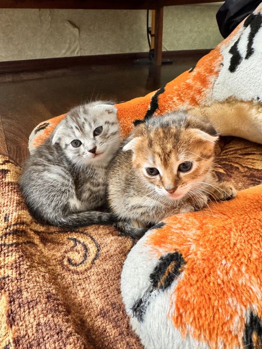 Кошенята висловухі, дівчатка