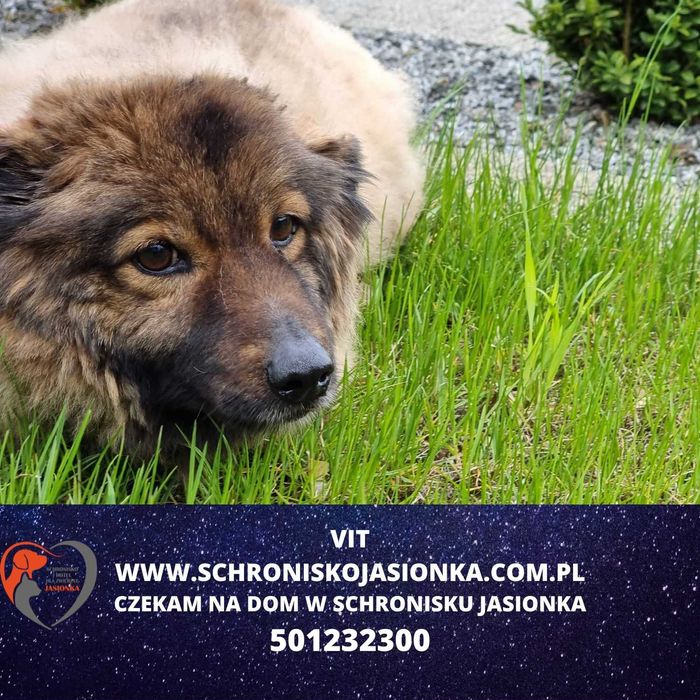 VIT do adopcji – Schronisko Jasionka