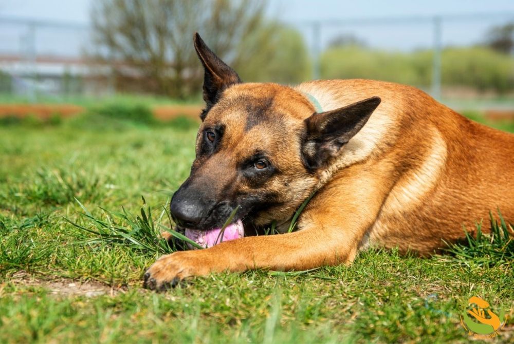 Ares owczarek belgijski malinois do adopcji