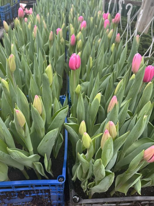 Тюльпани до 8 березня