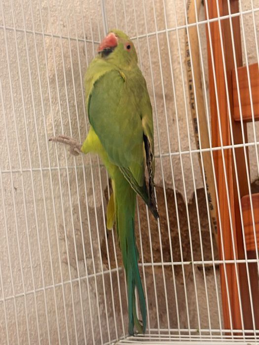 Pássaros ring neck