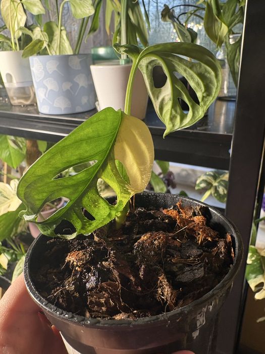 Monstera adansoni variegata