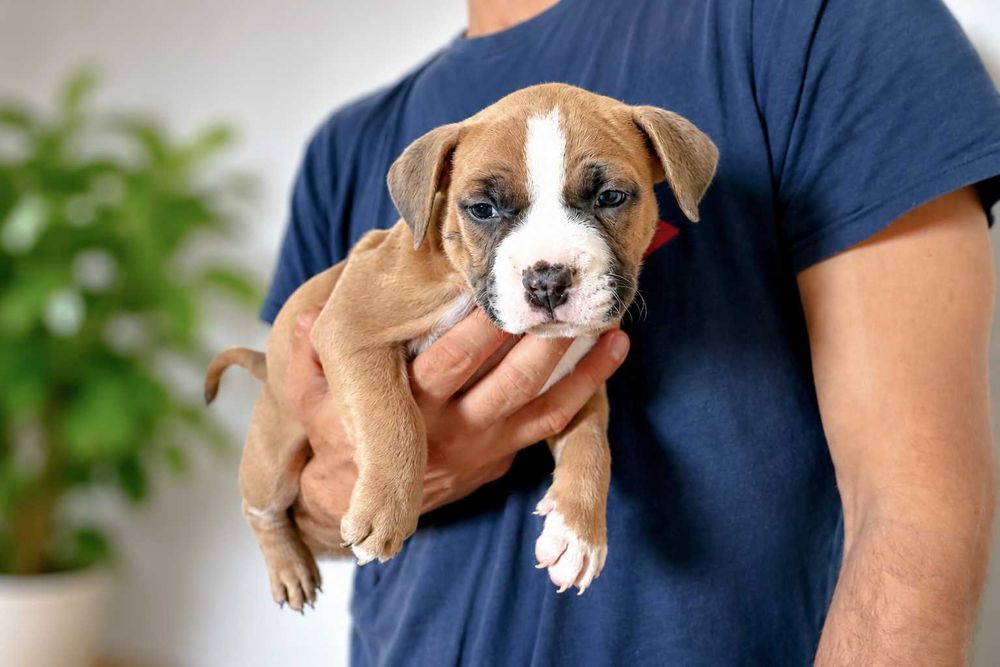Szczeniak American Bully