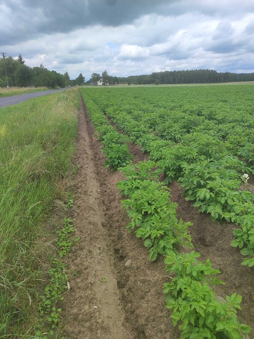 Sprzedam działki budowlane - Widok 2