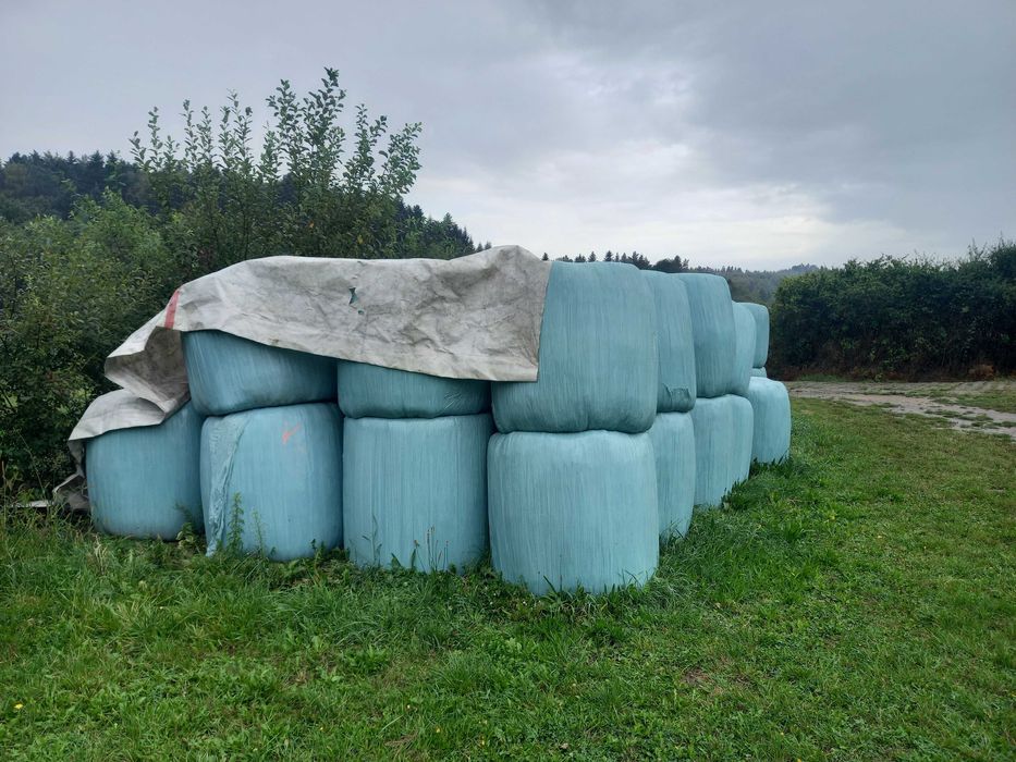 Bele, baloty sianokiszonka z koniczyny oraz traw