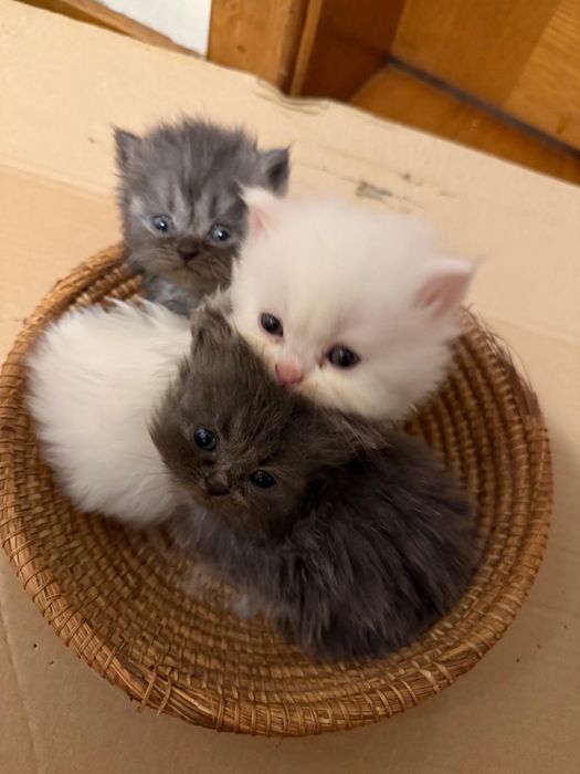 Gato persa bebe