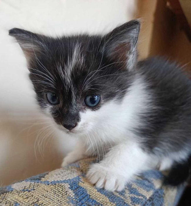 Кошенята шукають дім