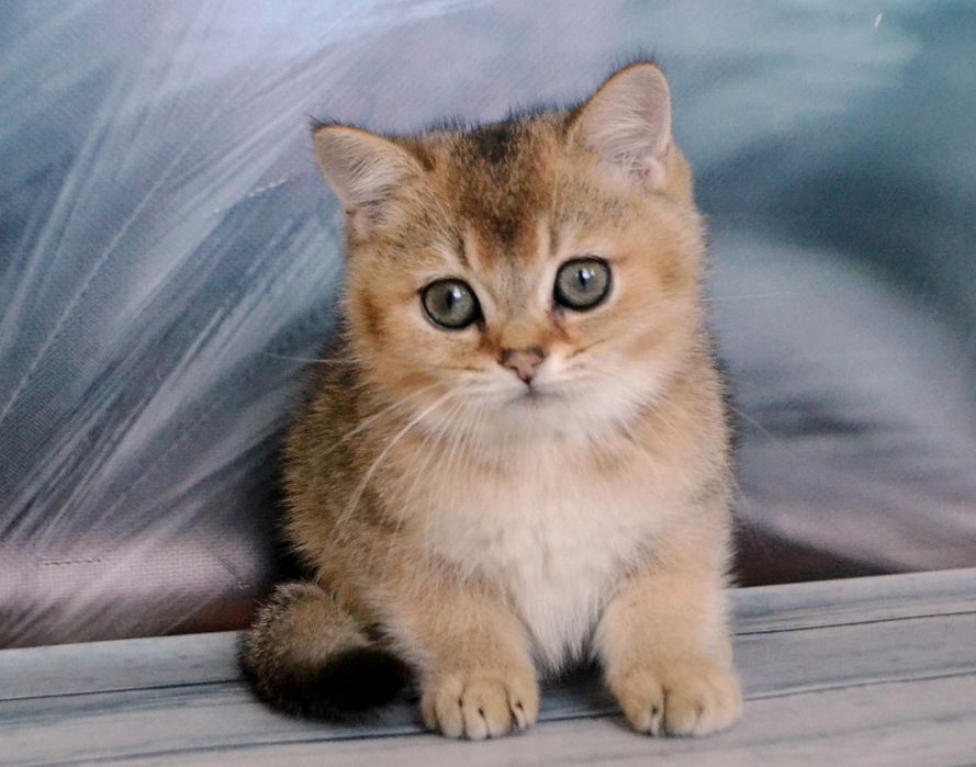 Золотi шиншили з розплiдника