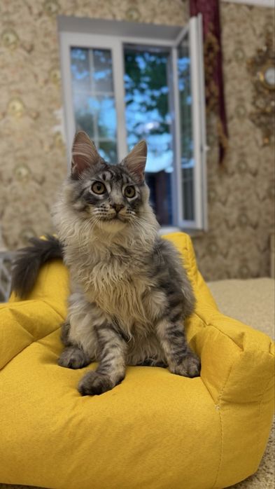 Мейн Кун - Black Silver Classic Tabby