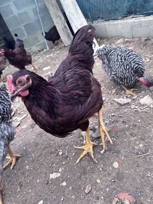 Galos  Rhode Island Red 100%puros