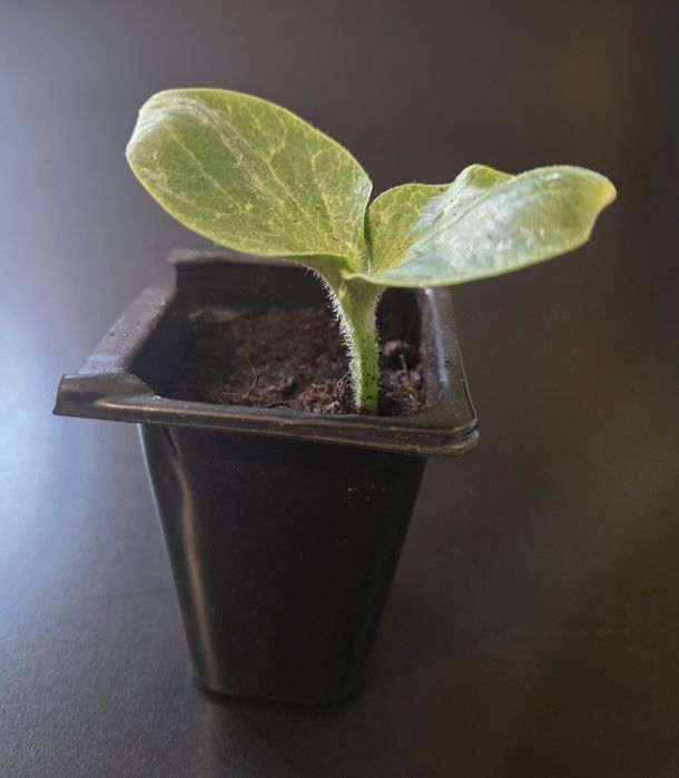 Sprzedam sadzonki dyni Atlantic Giant Pumpkin