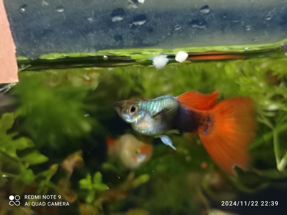 Guppys jovens e adultos