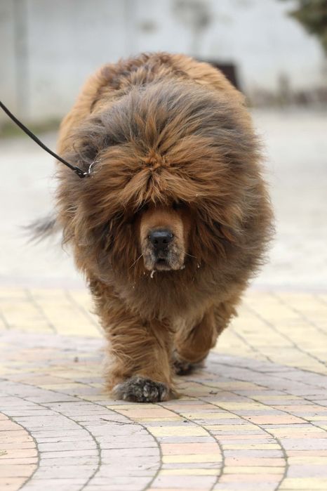 Тибетський мастиф Black & Tan — породисте цуценя від елітних батьків