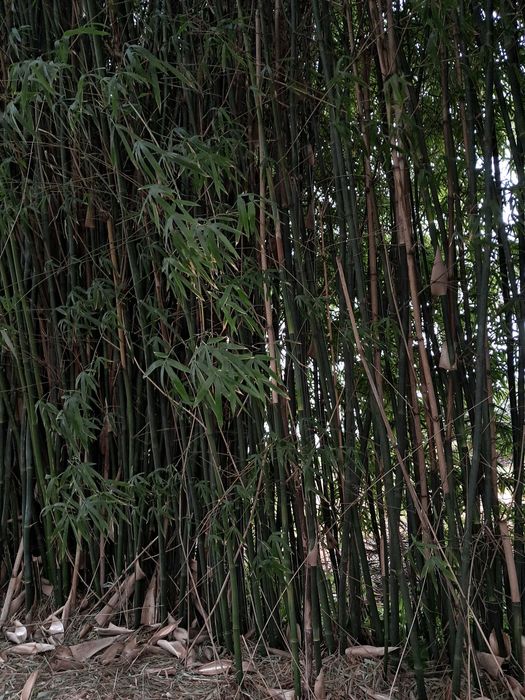 Canas  de  bambu