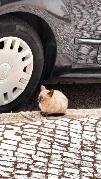 DOA-SE um filhotinho de gatinho siamês