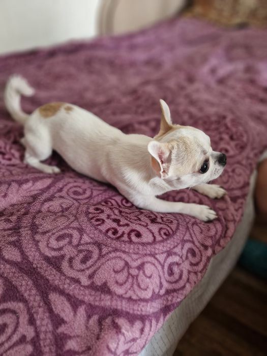 Вязка собаки кабель, порода Чихуахуа