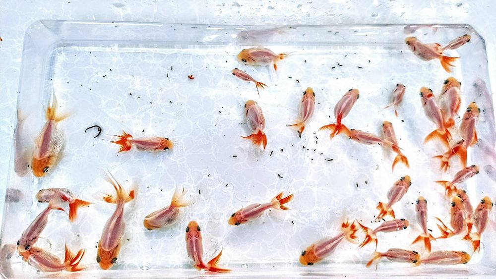 ,,Oranda Red fin,, goldfish welonka welonek welon welonki welonka