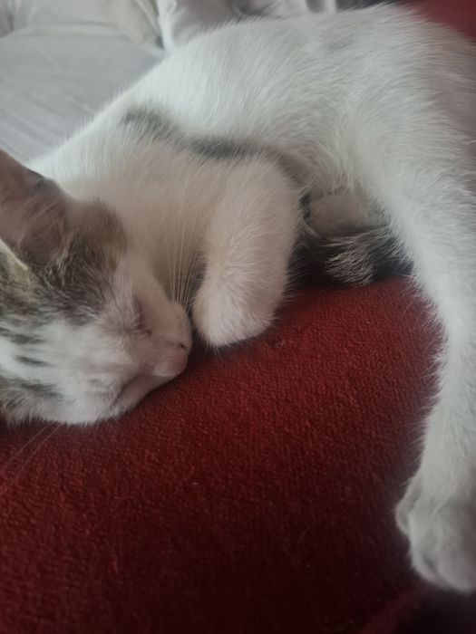 Oddam w dobre ręce śliczne kociaki.