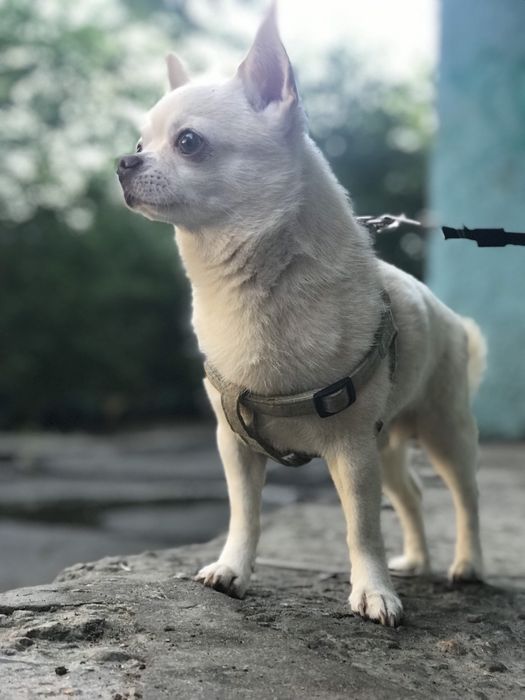 Чихуахуа для вязки.