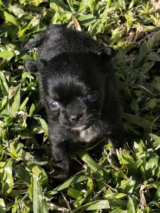 Macho chihuahua de pela comprido