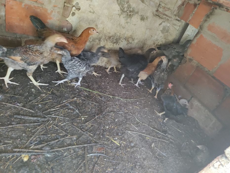 Frangos de várias raças